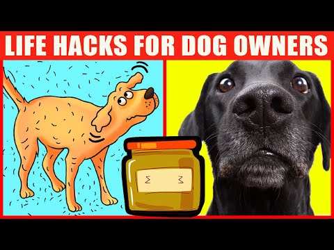 Dog Life Hacks Thatll Change Your Life