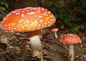 Mushrooms Poem by Sylvia Plath