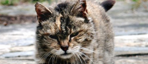 The History Of One Tough Motherfucker Stray Cat Poem by Charles Bukowski