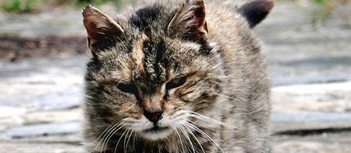 The History Of One Tough Motherfucker Stray Cat Poem by ...