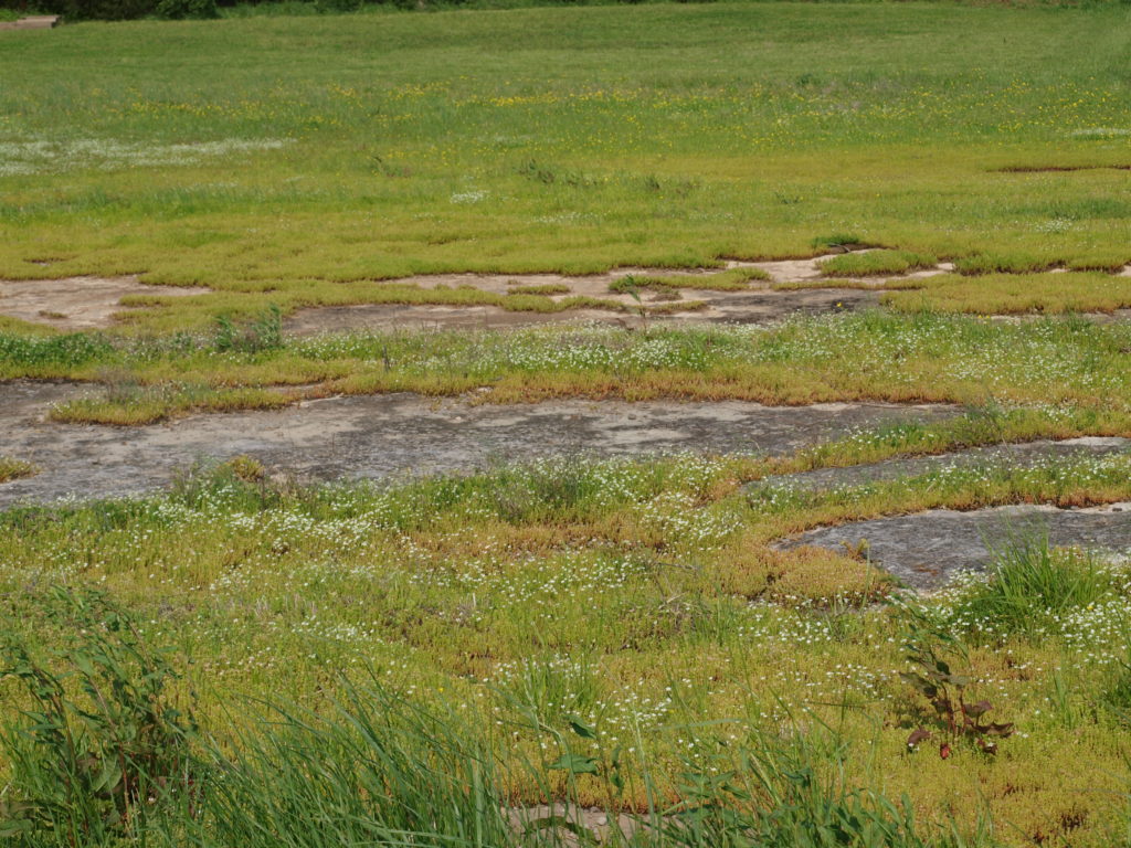 rocky field pic