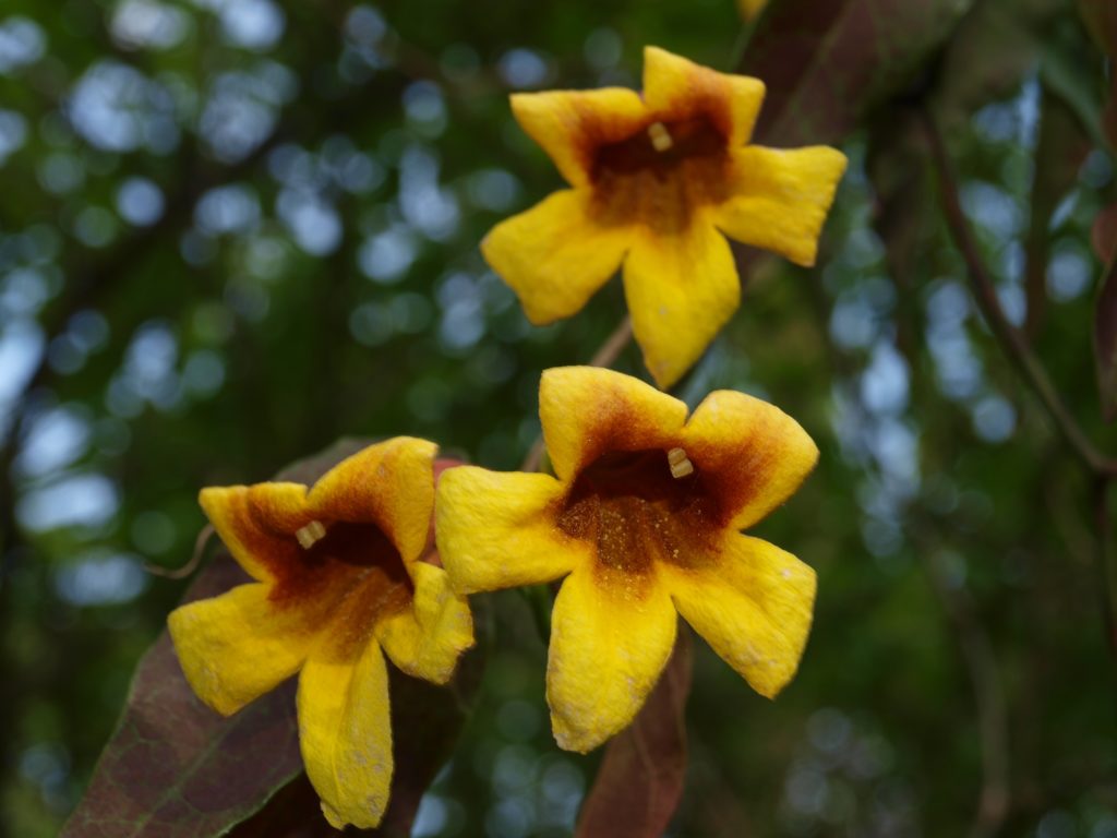 yellow flowers close up