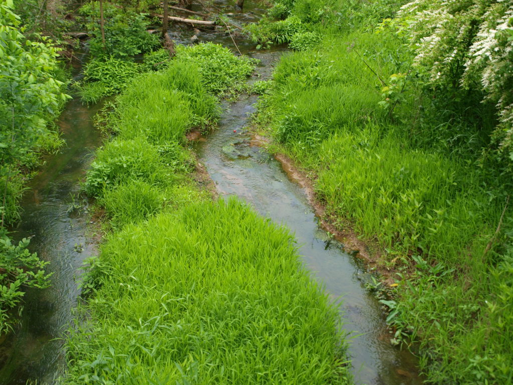 awesome greenness beside stream