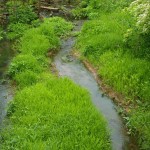 awesome greenness beside stream