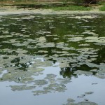 floating plants like monet