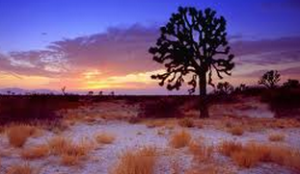 Sleep in the Mojave Desert Poem by Sylvia Plath