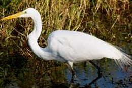 egret poem