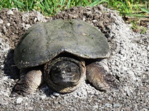 turtle laying eggs