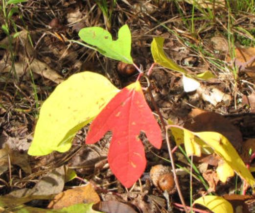 red and gold sassafras poem